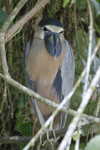 Boat-billed Heron    